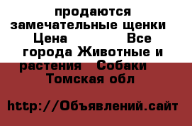 продаются замечательные щенки › Цена ­ 10 000 - Все города Животные и растения » Собаки   . Томская обл.